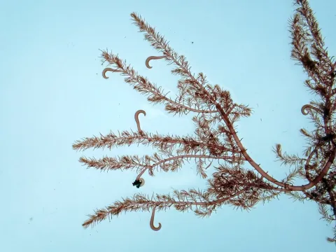 Bonnemaisonia