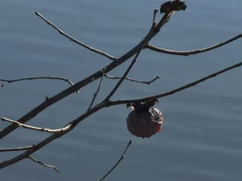 Persimmon