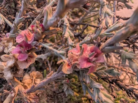 Ноеа