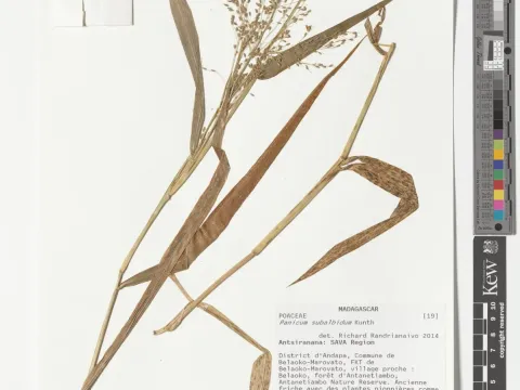 White millet