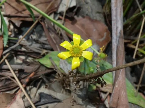 Ranunculus papulentus