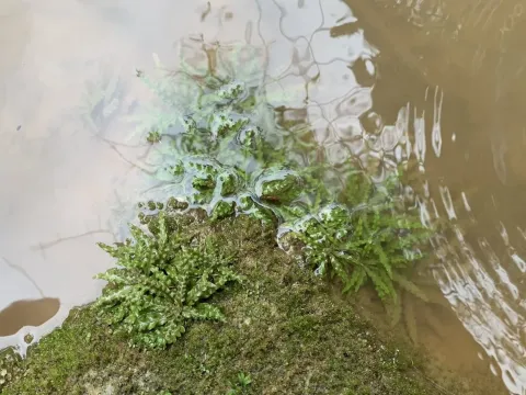Pogostemon helferi