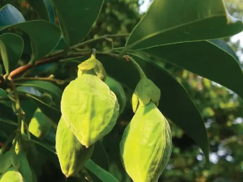 Aquilaria crassna