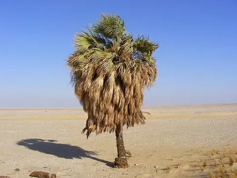 Medemia