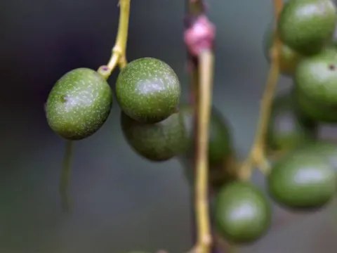 Chondrodendron