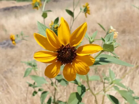 Bolander's sunflower