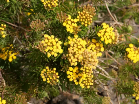 Allagopappus dichotomus