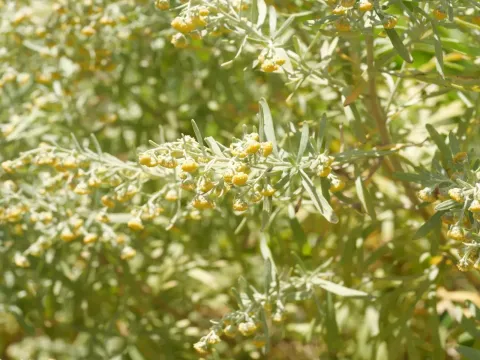 Artemisia thuscula