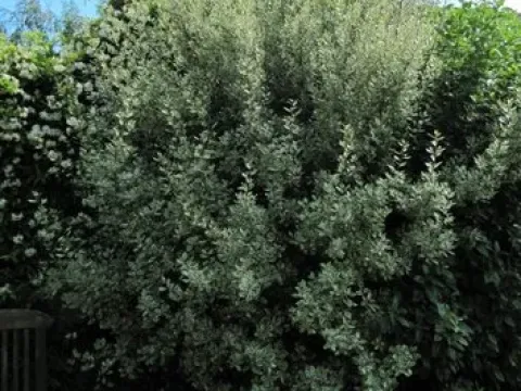 Smith's buckthorn
