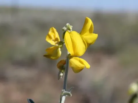 Crotalaria dissitiflora