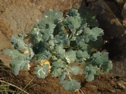 Crambe fruticosa
