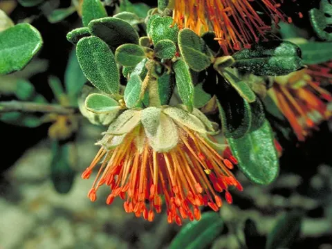 Diplolaena