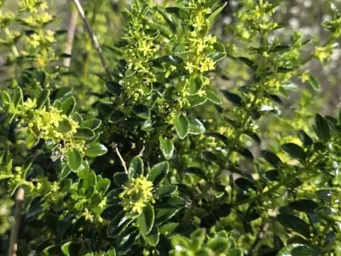 Shrubby madder