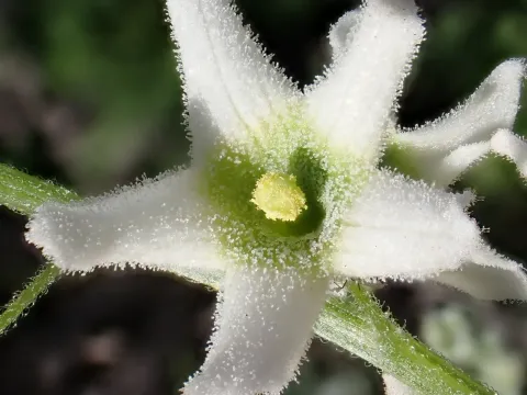 Мара