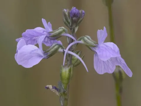 Nuttallanthus