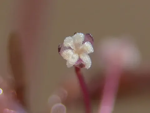 Nechamandra