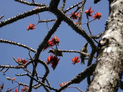 Variegated coral tree