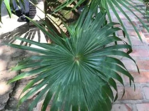Thrinax