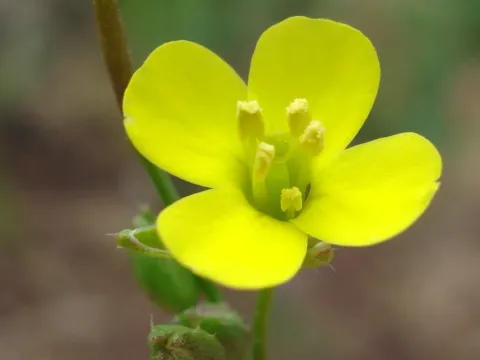 Diplotaxis