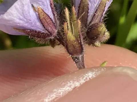 Fringed Phacelia