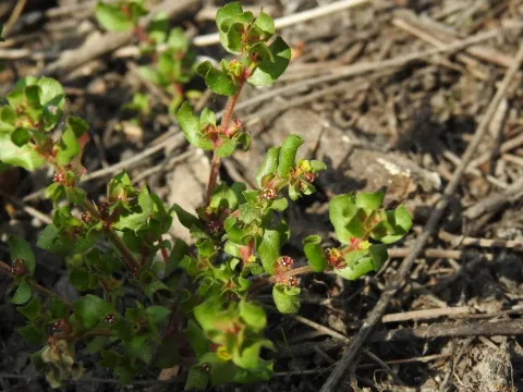 Lythrum borysthenicum
