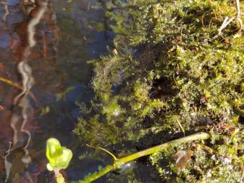 Leptodictyum
