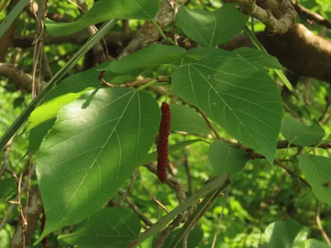 Long mulberry