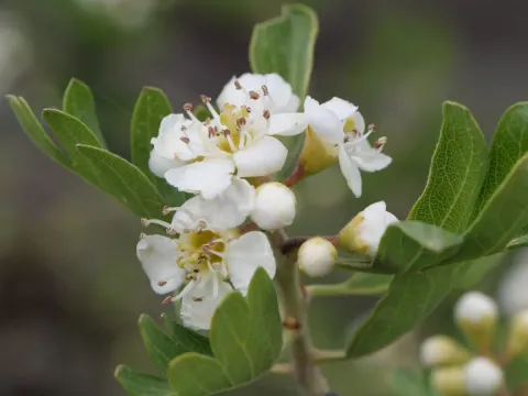 Azarole hawthorn