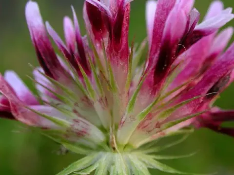 Wormskjold's clover