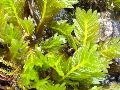 Fissidens
