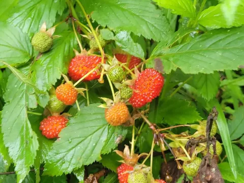 Queensland raspberry