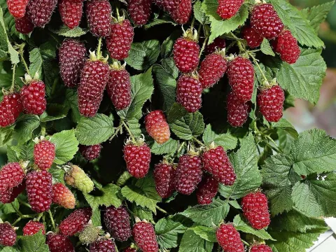 Blackberry-raspberry hybrids