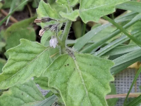 Shining-berry nightshade