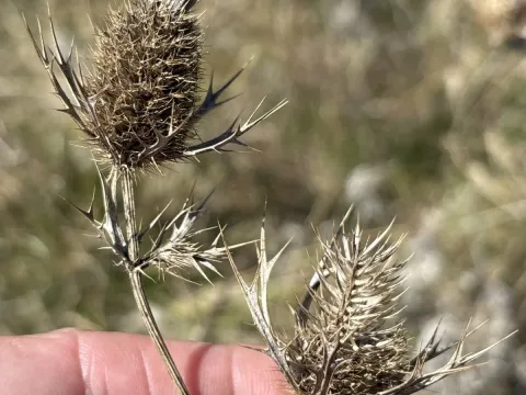 Leavenworth's eryngo
