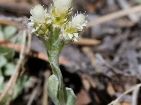 Antennaria parvifolia