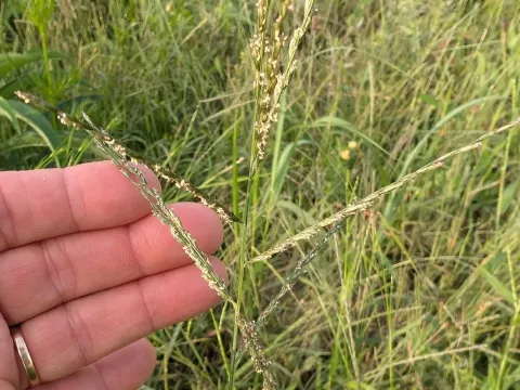 Disakisperma