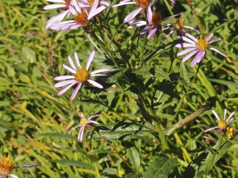 Eucephalus