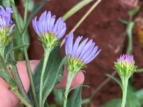 Leafy aster