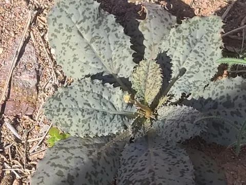 Atrichoseris platylepis
