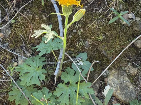 Cacaliopsis
