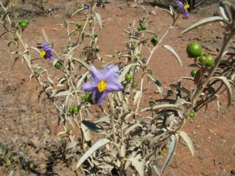 Solanum centrale
