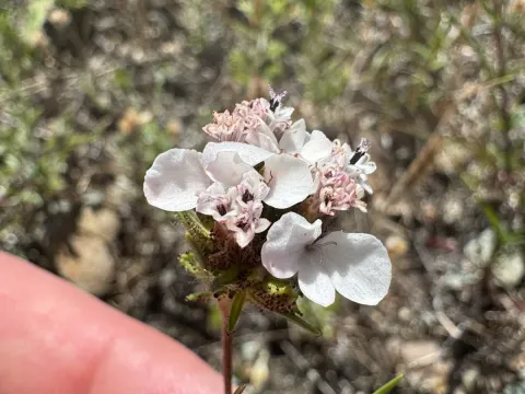 Calycadenia