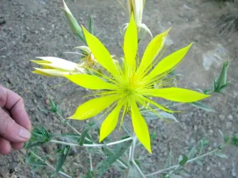 Smoothstem blazingstar
