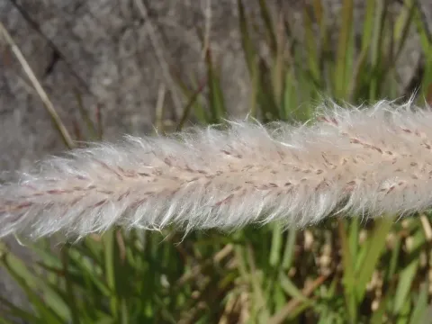 Imperata brevifolia
