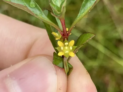 Creeping primrose-willow