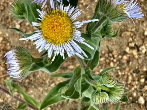 Three-nerved fleabane