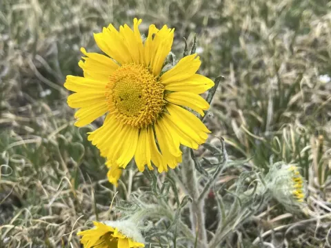 Hymenoxys grandiflora