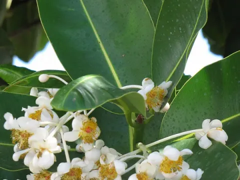 Alexandrian laurel
