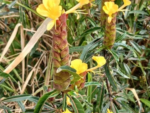 Barleria lupulina