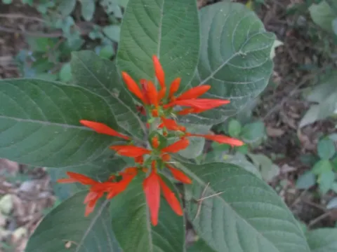 Justicia spicigera